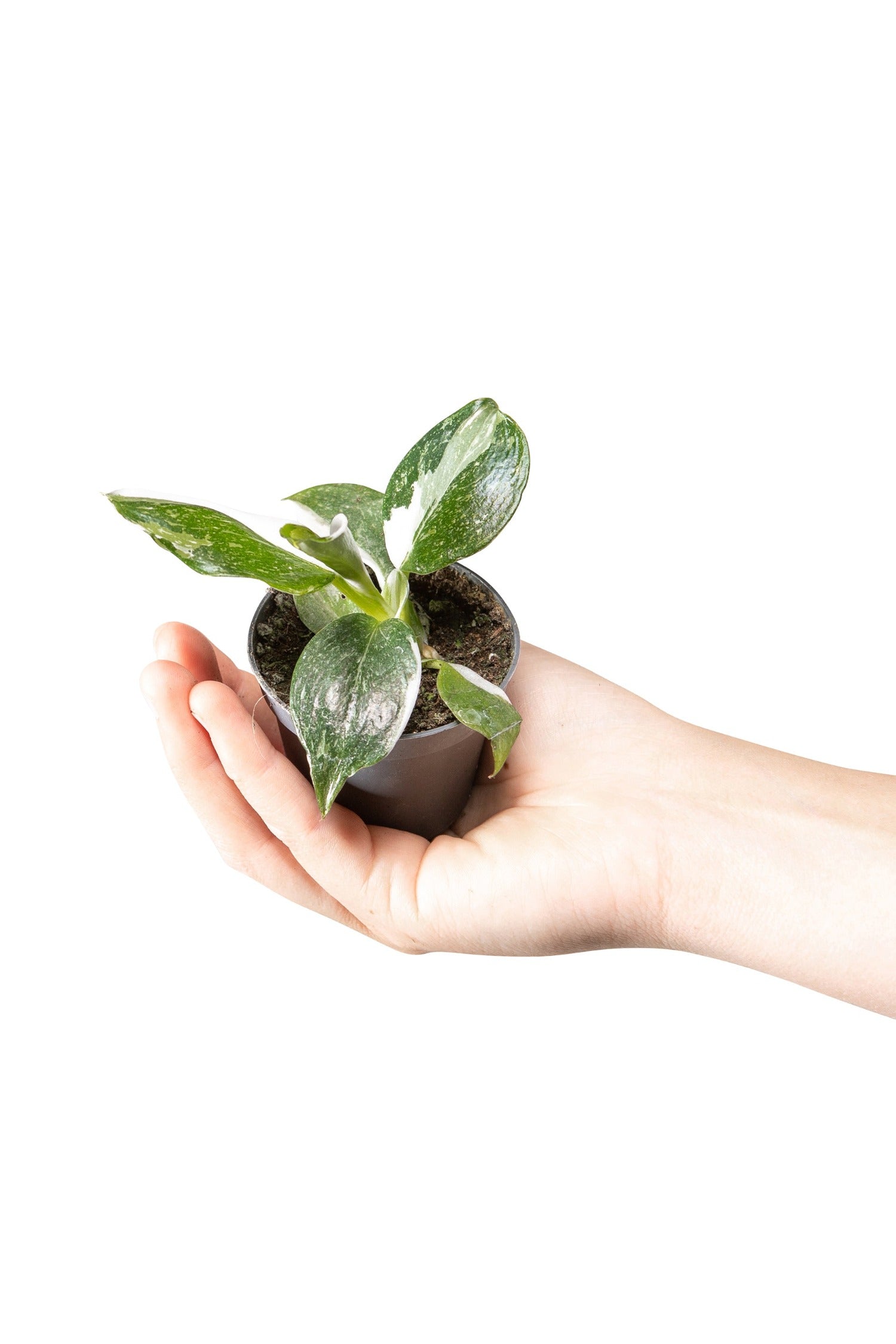 philodendron baby Philodendron White Wizard Baby