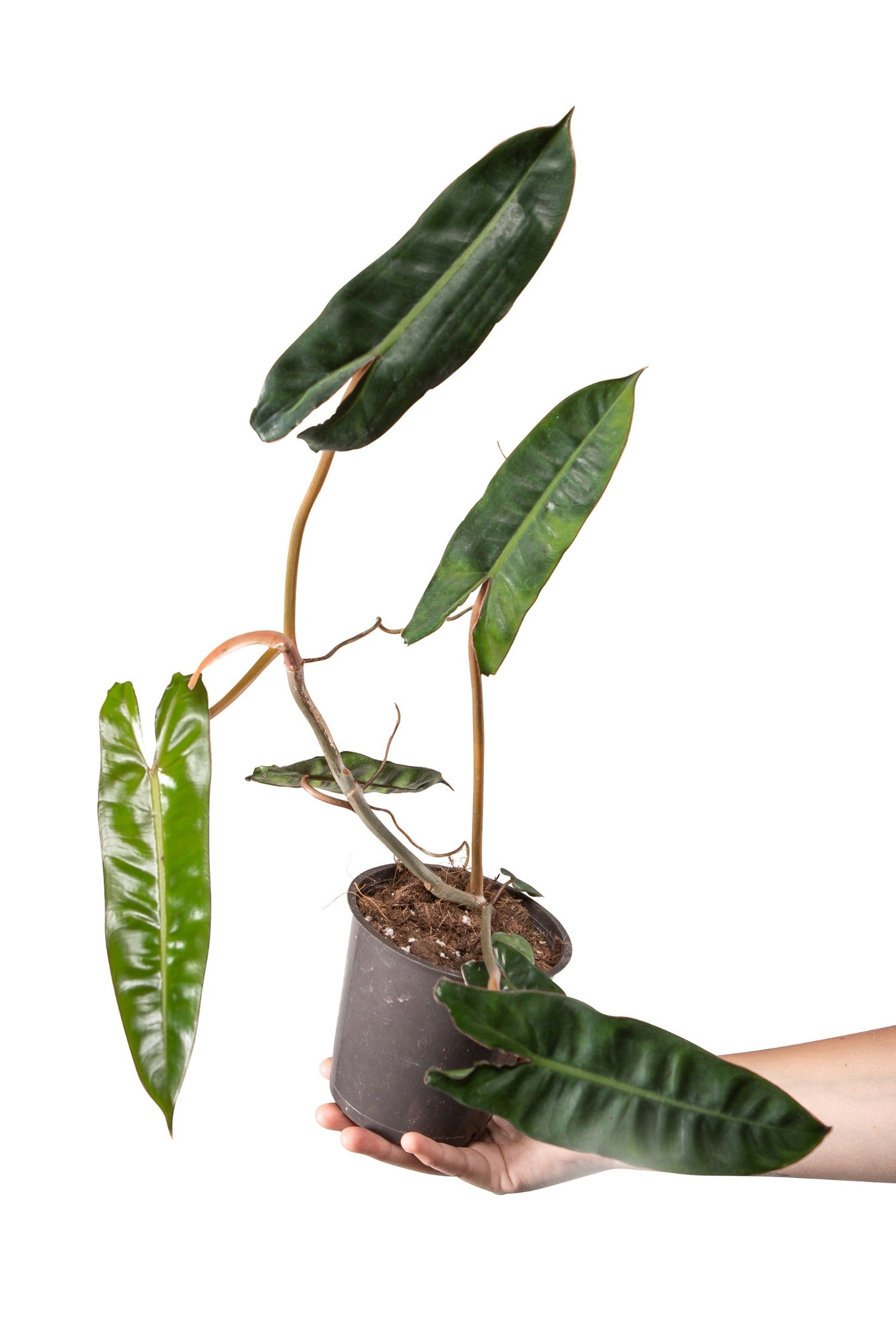 philodendron billietiae x atabapoense Philodendron Billietiae