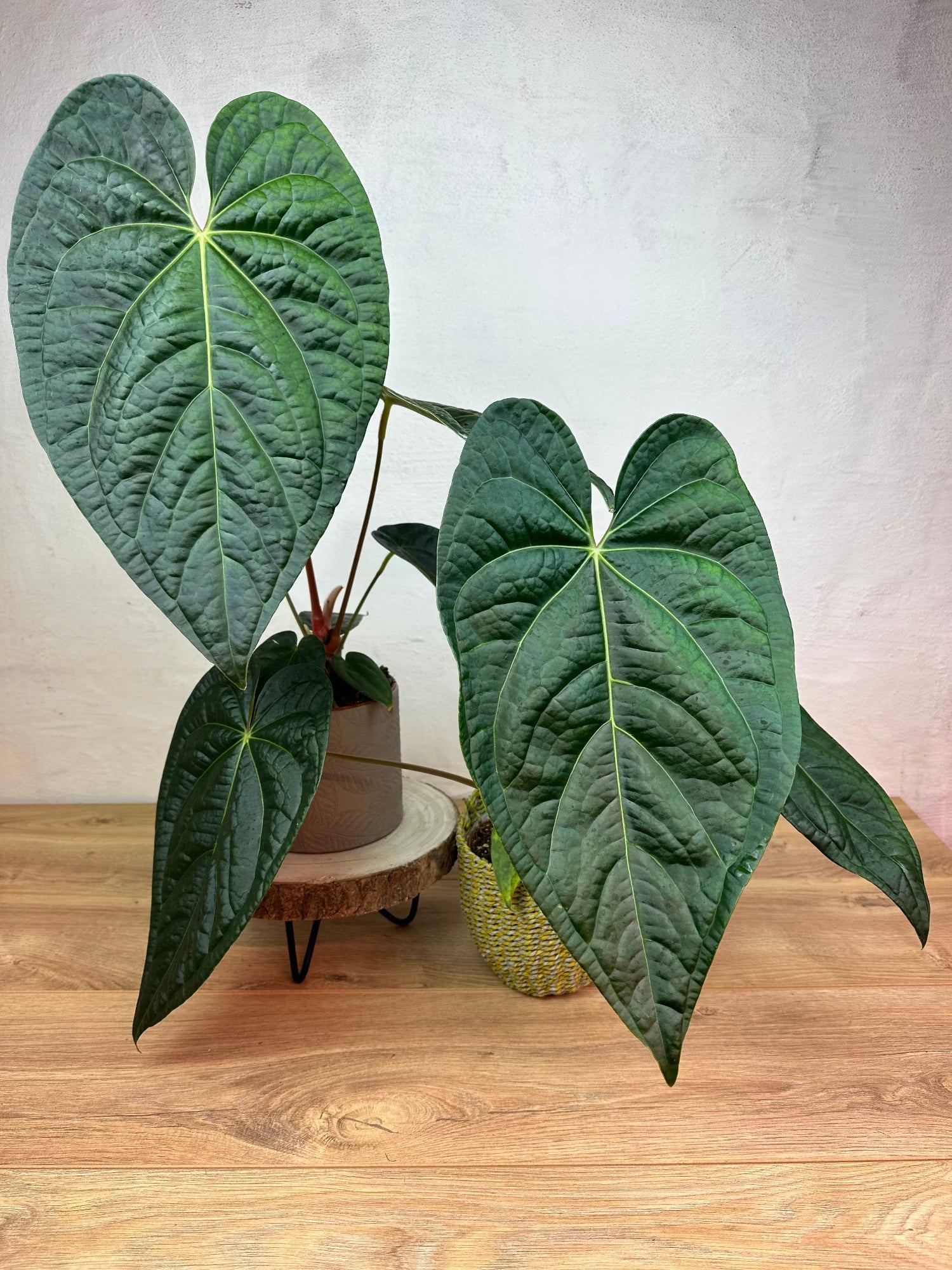 anthurium luxurians x dressleri Anthurium Shelves x Luxurians L