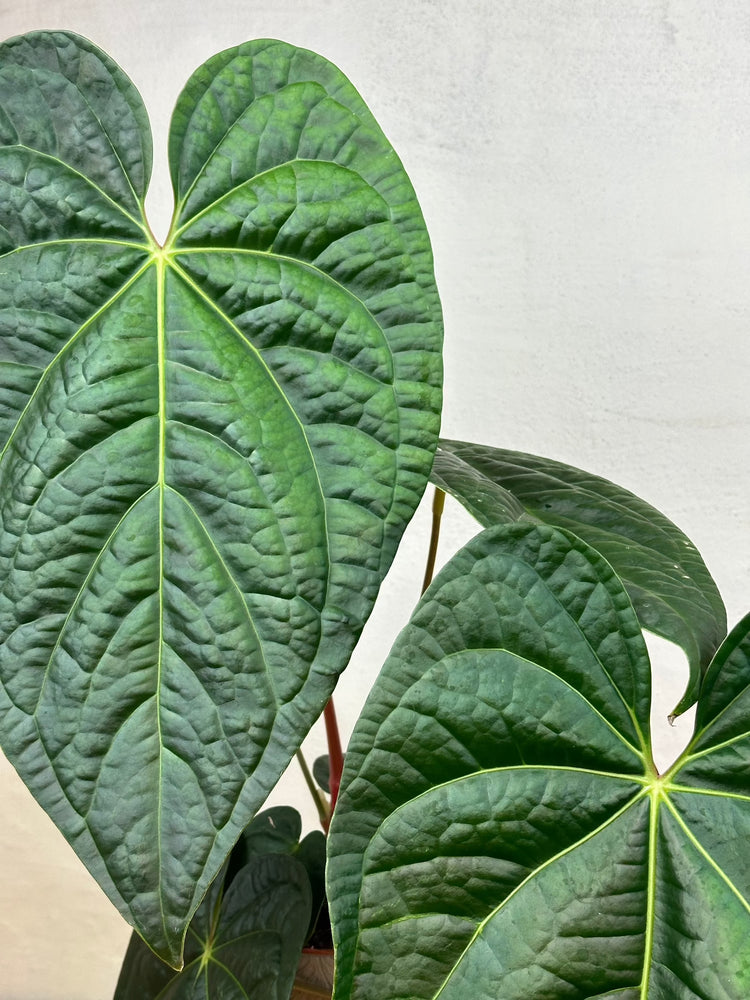 Anthurium Regale x Luxurians L