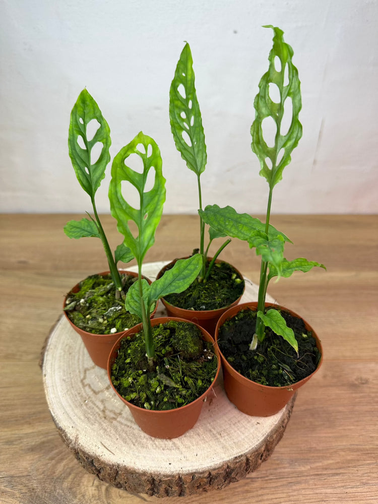 Monstera Obliqua Peru