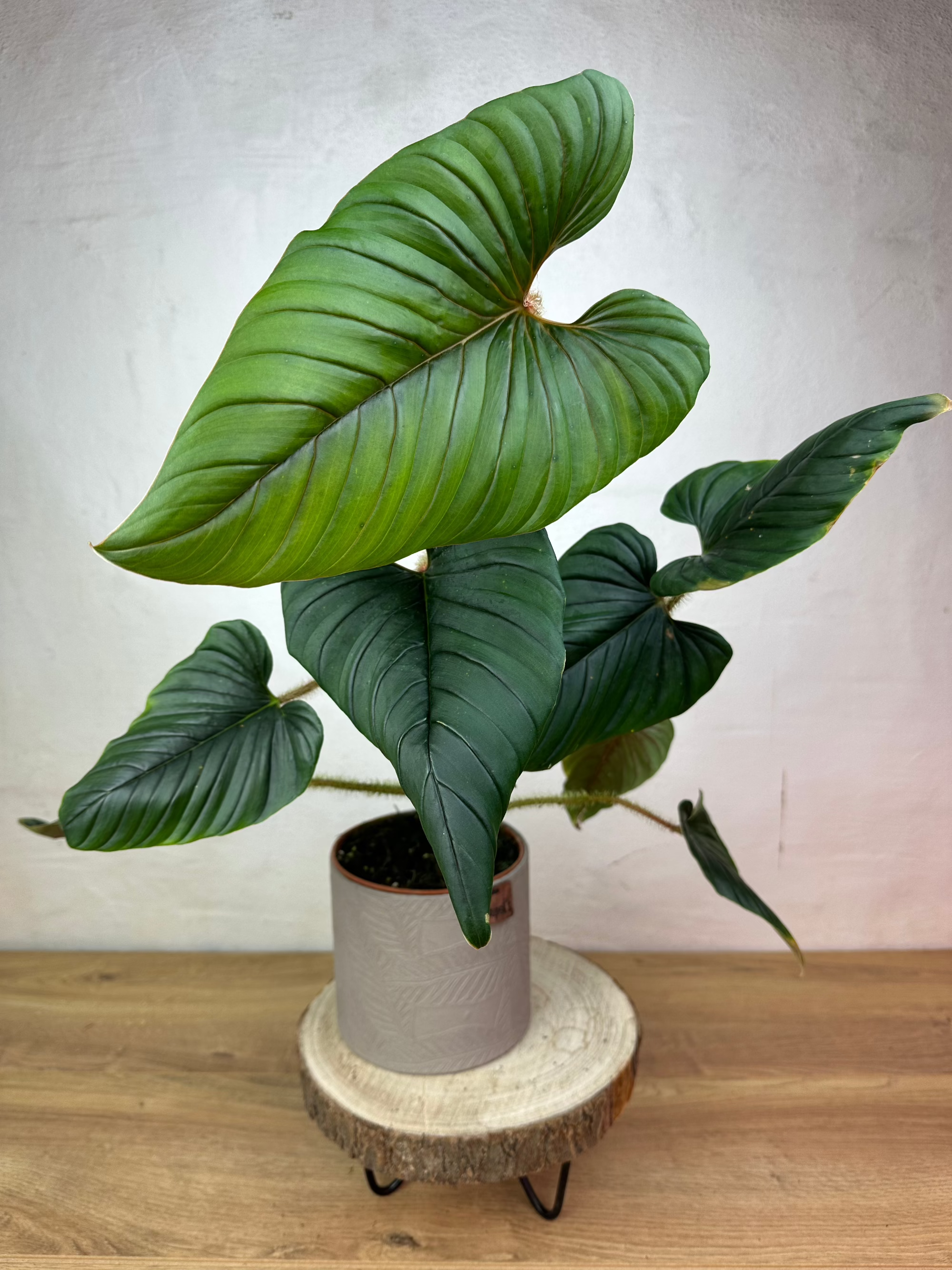 philodendron ernestii care Philodendron Serpens Hybrid