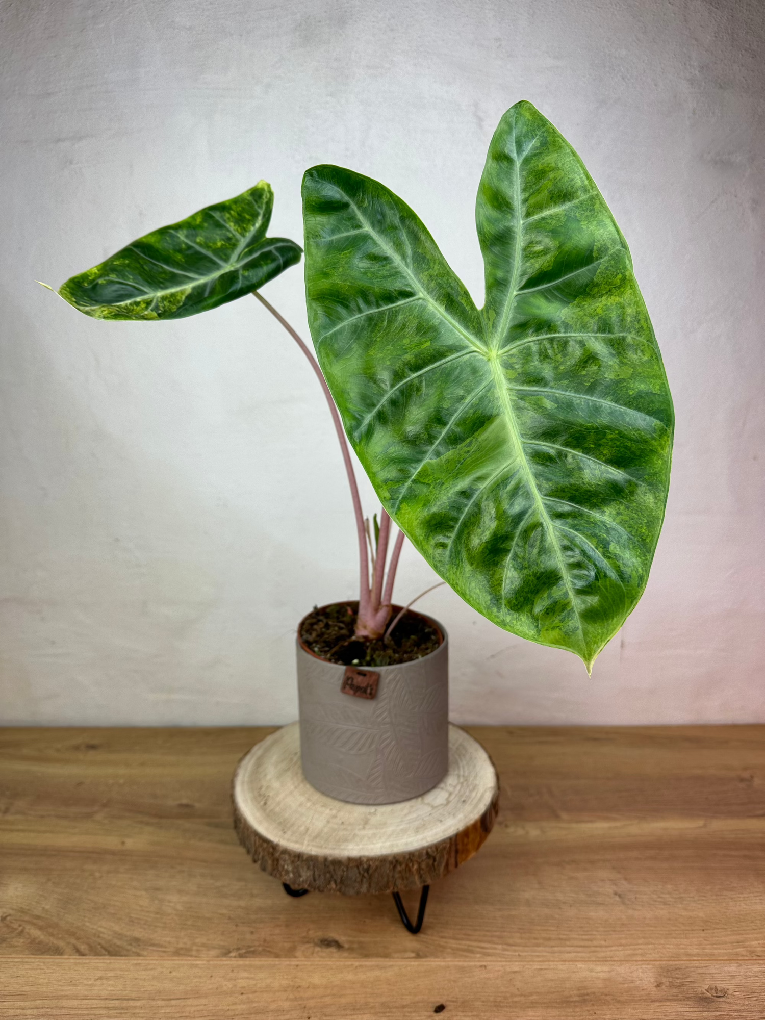 Alocasia Pink Dragon Variegata