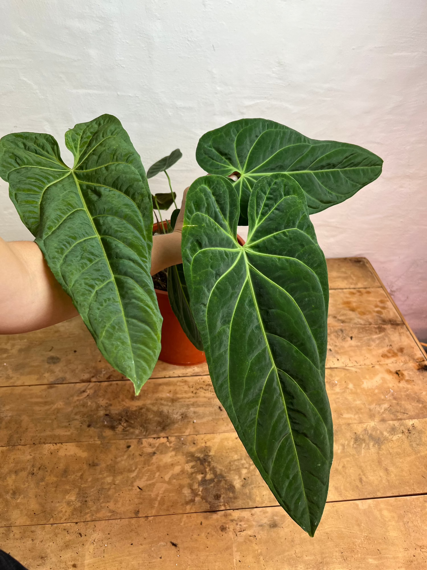jumbo anthurium Anthurium Metallicum