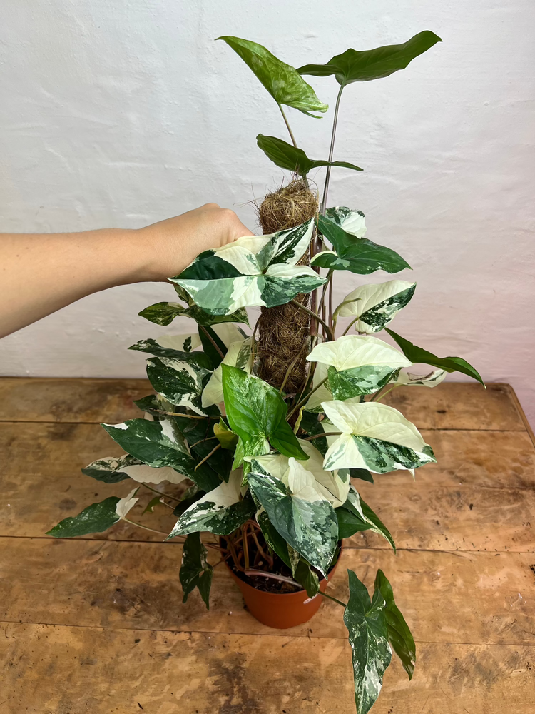 Syngonium Albo Variegata