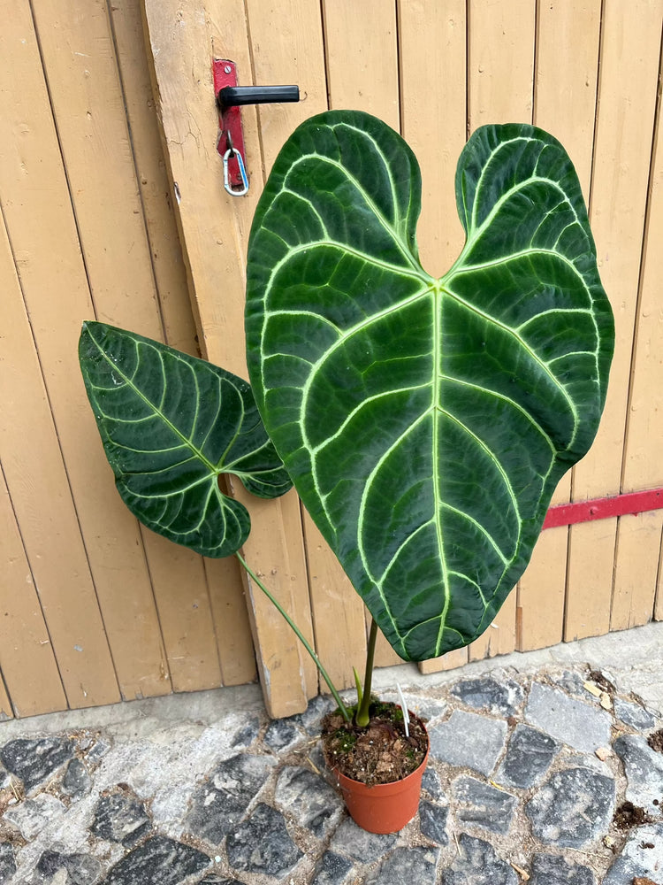 Anthurium Regale XXL