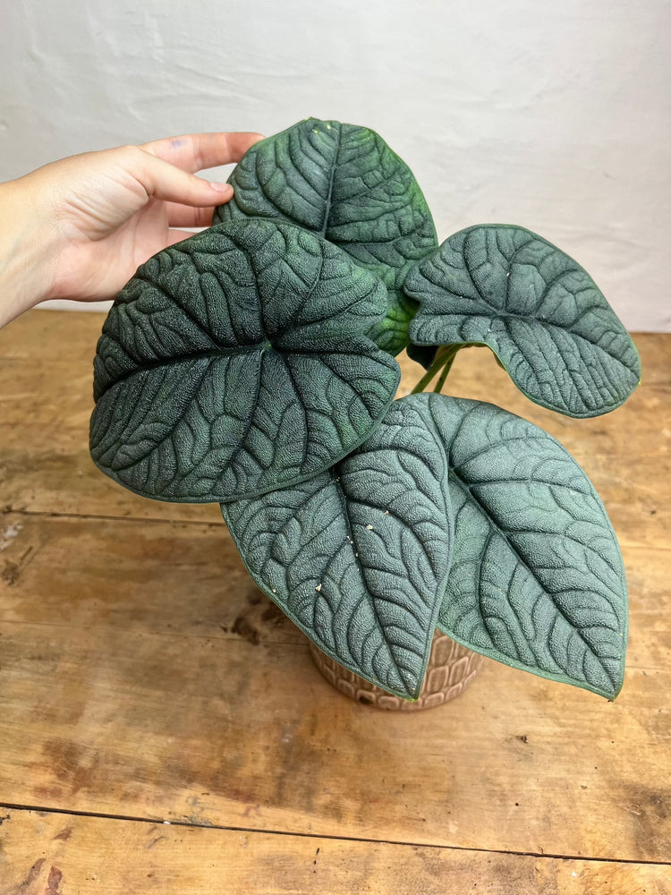 Alocasia Melo