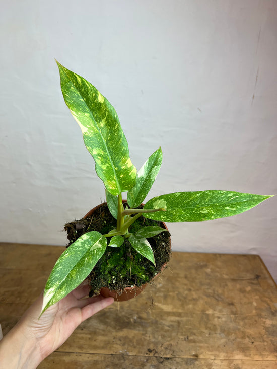 Philodendron variegata narrow "Ring of Fire" S
