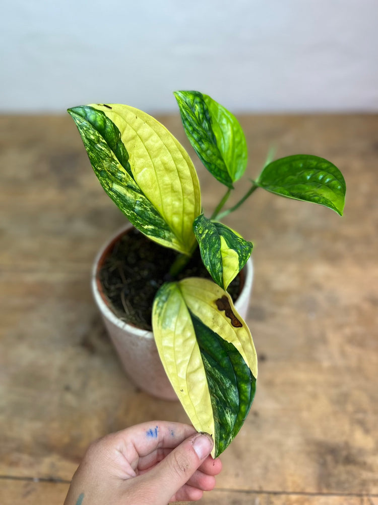 Monstera Karstenianum &