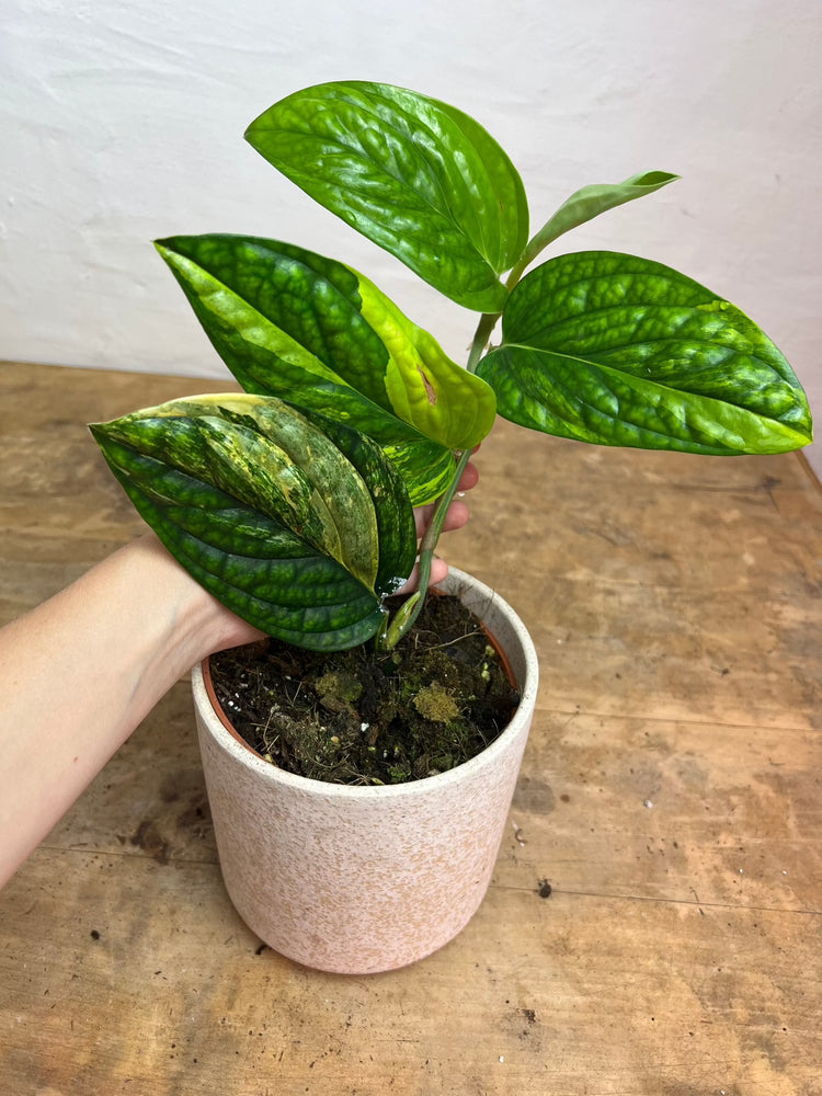 Monstera Karstenianum &