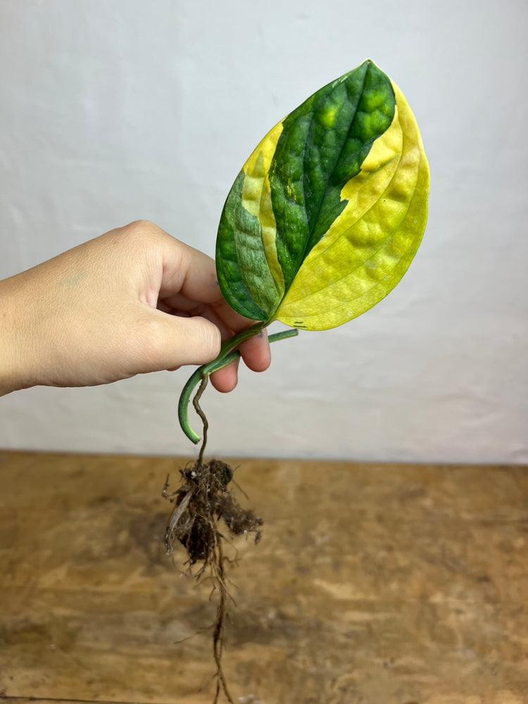 Monstera Karstenianum &