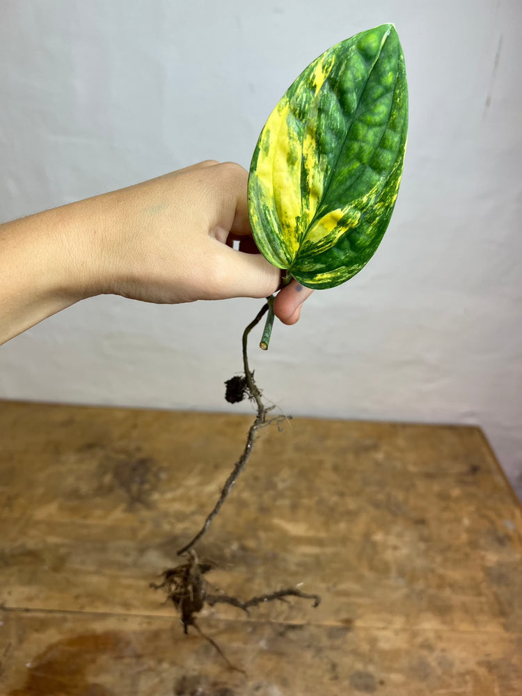 Monstera Karstenianum &