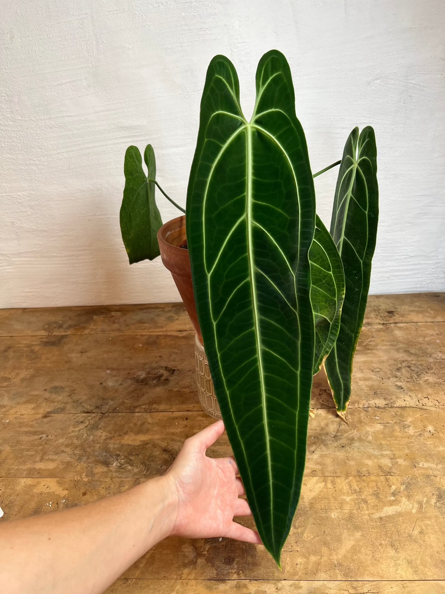 anthurium warocqueanum mature Anthurium Waroqueanum