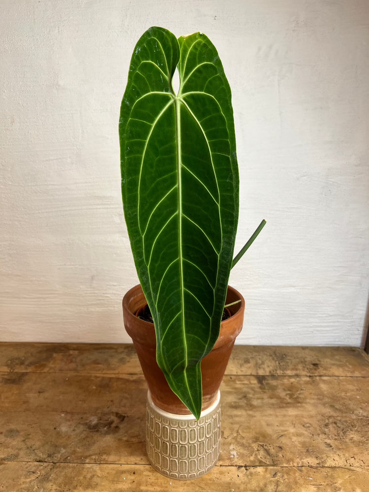 Anthurium Waroqueanum