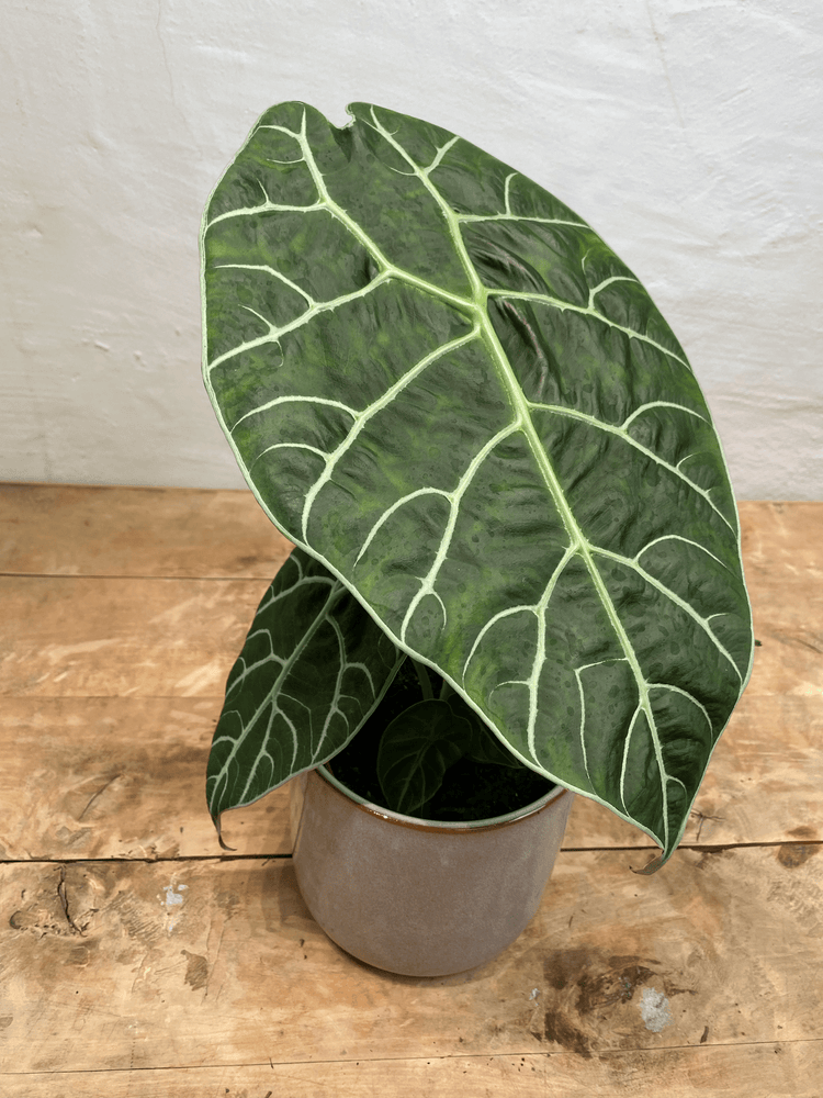 Alocasia Watsoniana