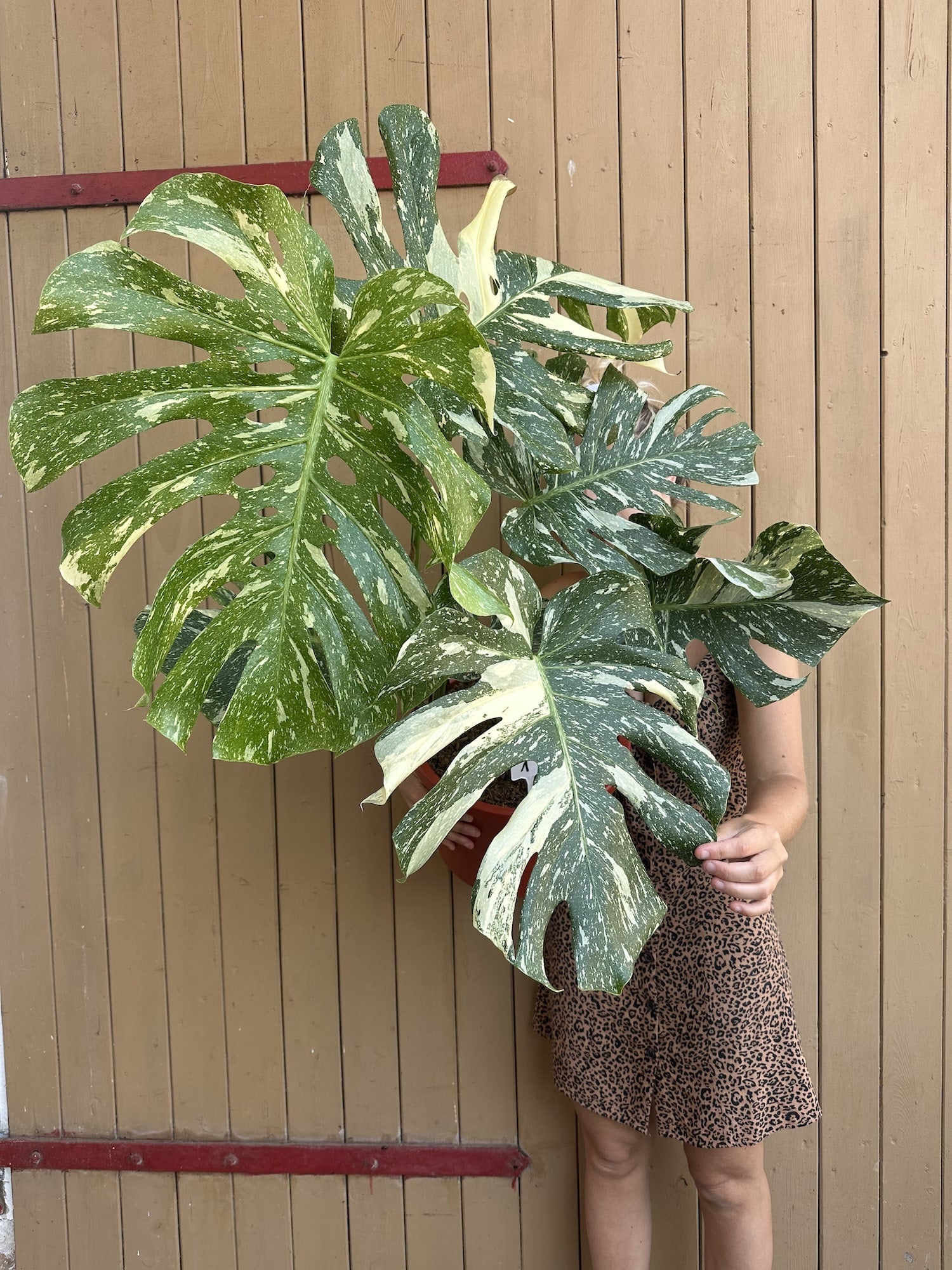monstera thai constellation large Monstera Thai Constellation XXL