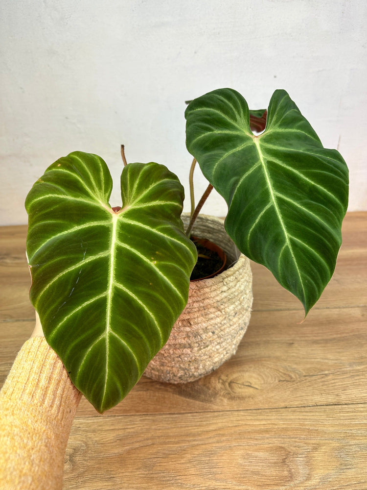 Philodendron Verrucosum Amazon Sunset