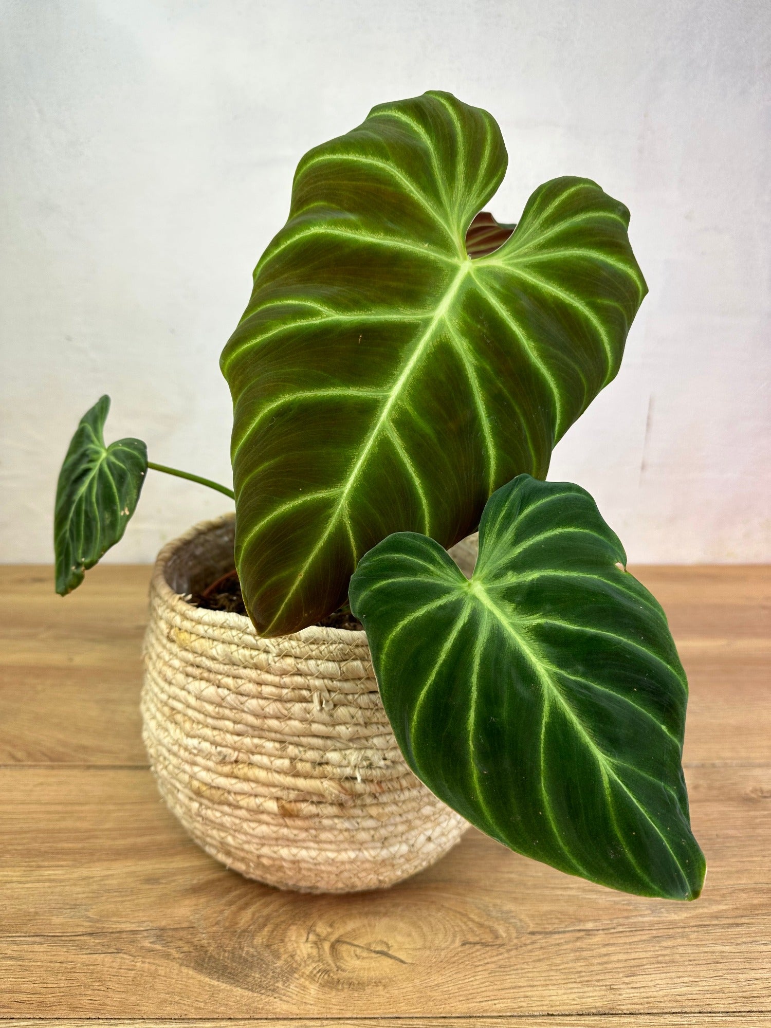philodendron amazon sunset Philodendron Verrucosum Amazon Sunset