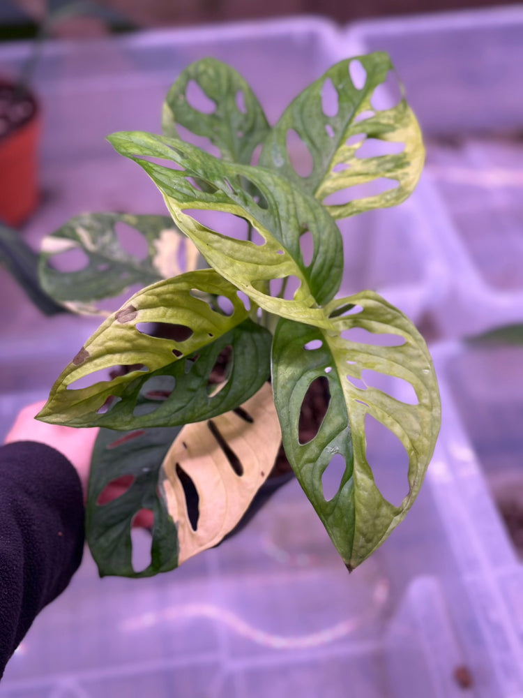 Monstera adansonii aurea variegata