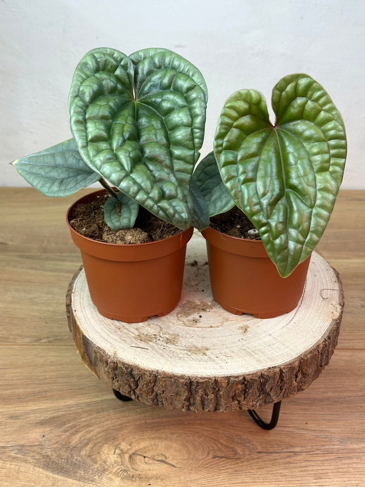 Anthurium Luxurians