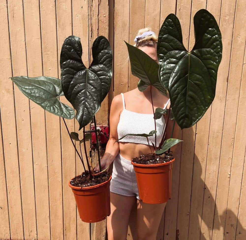 A.Sagittatum x Luxurians