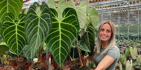 Tropische Pflanzen Pflege