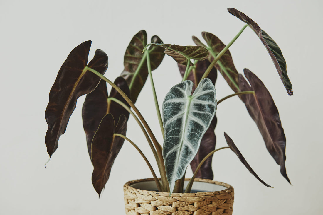 Nährstoffmangel bei Alocasia