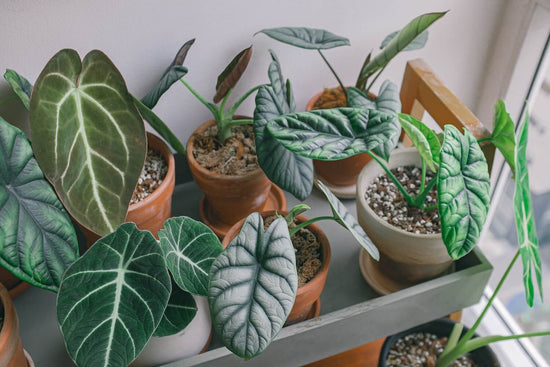 Pflegeanleitungen für Alocasia-Neulinge