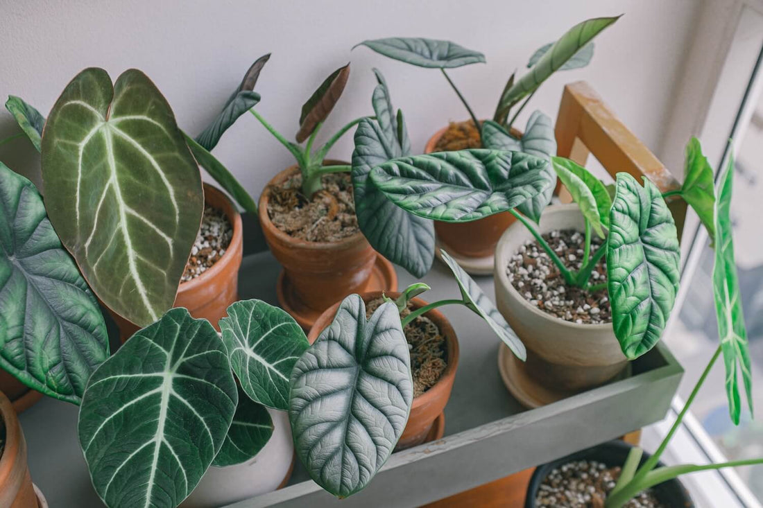 Pflegeanleitungen für Alocasia-Neulinge