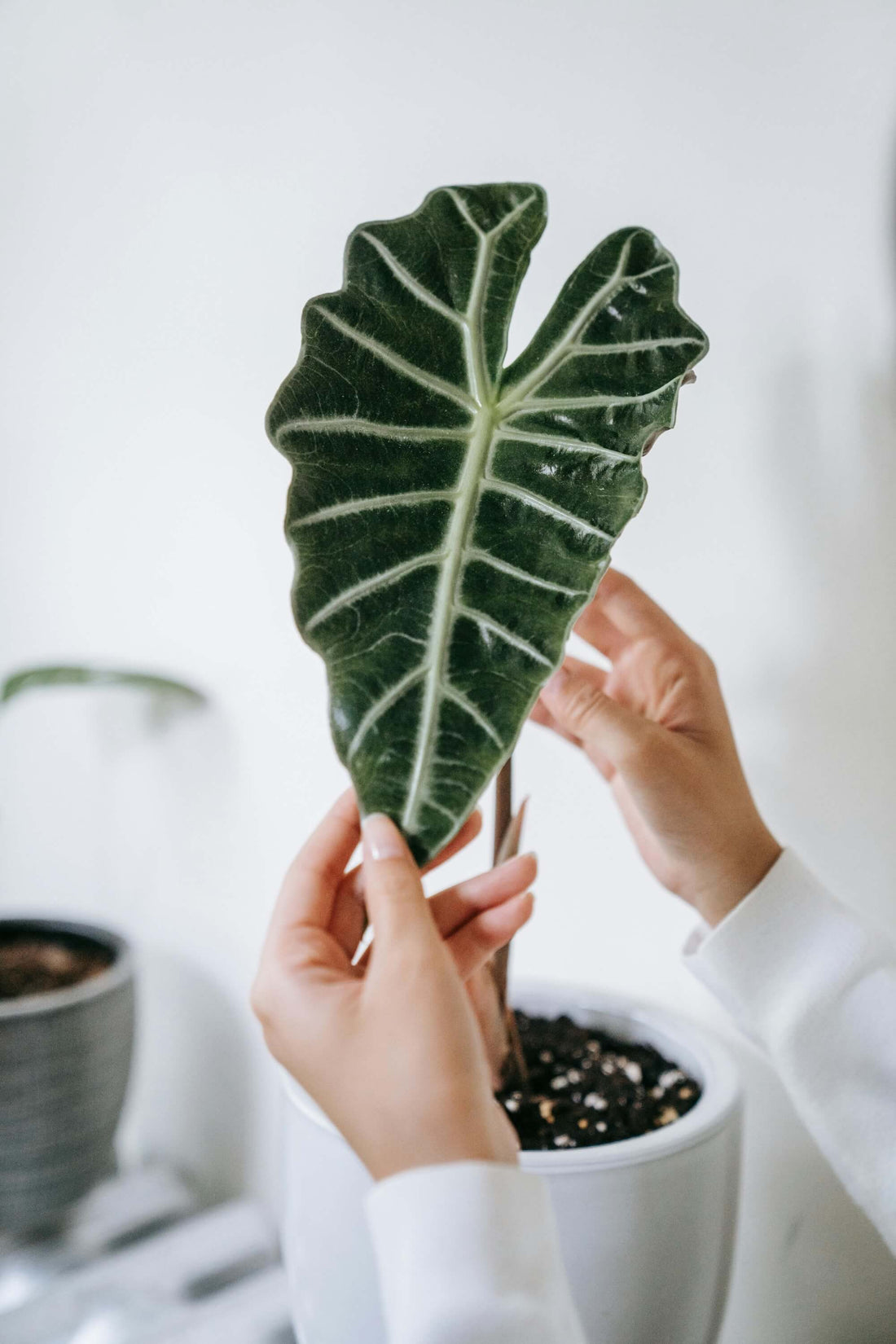 Alocasia züchten
