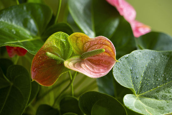 Flamingoblume pflegen – gesunde Anthurie mit roter Blüte