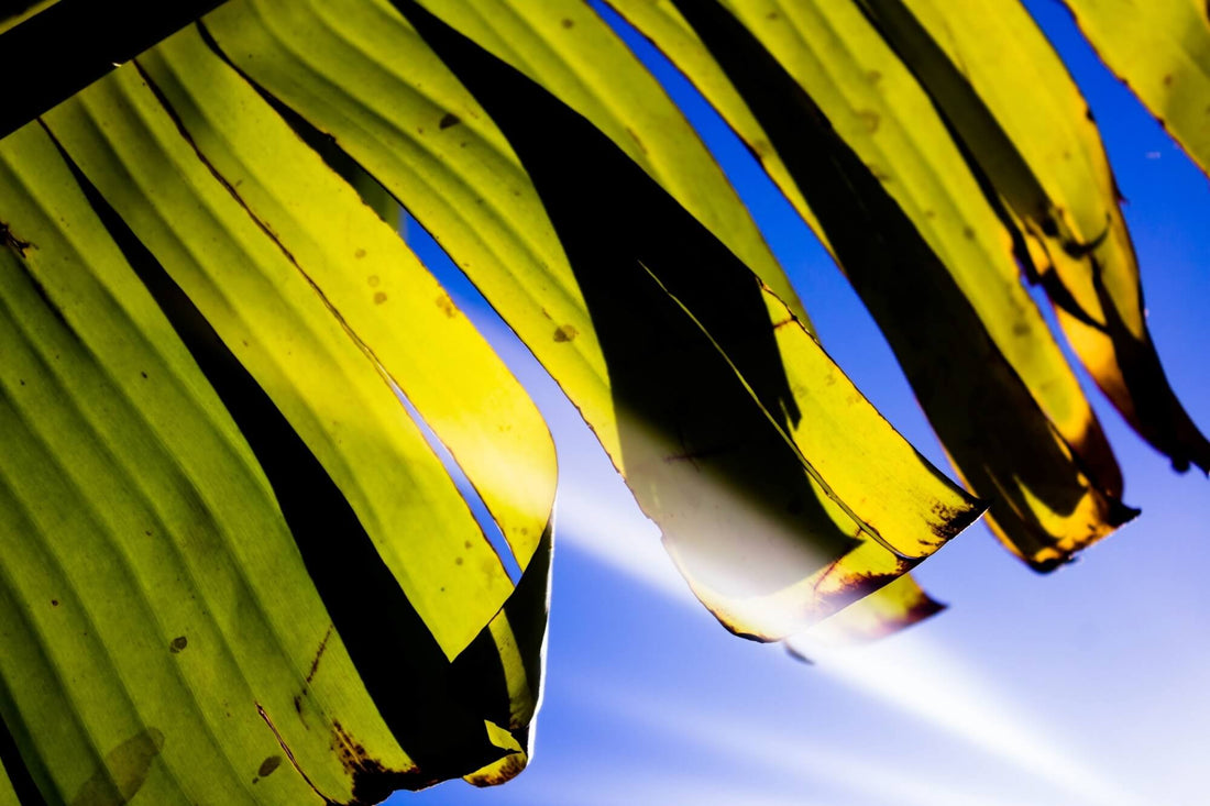 Blatt mit verbrannten Stellen in der Sonne