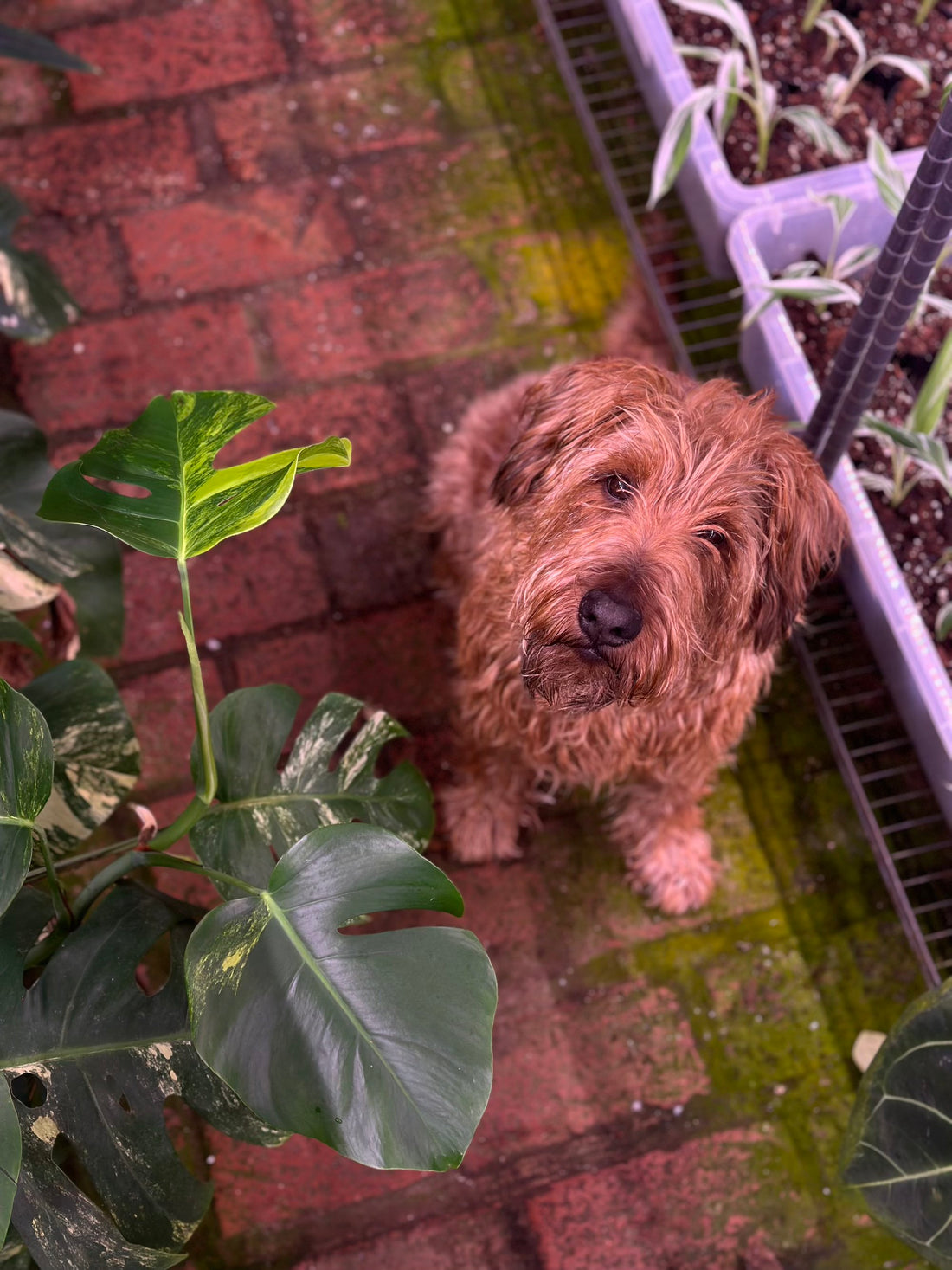 Pepper von Harmony Plants