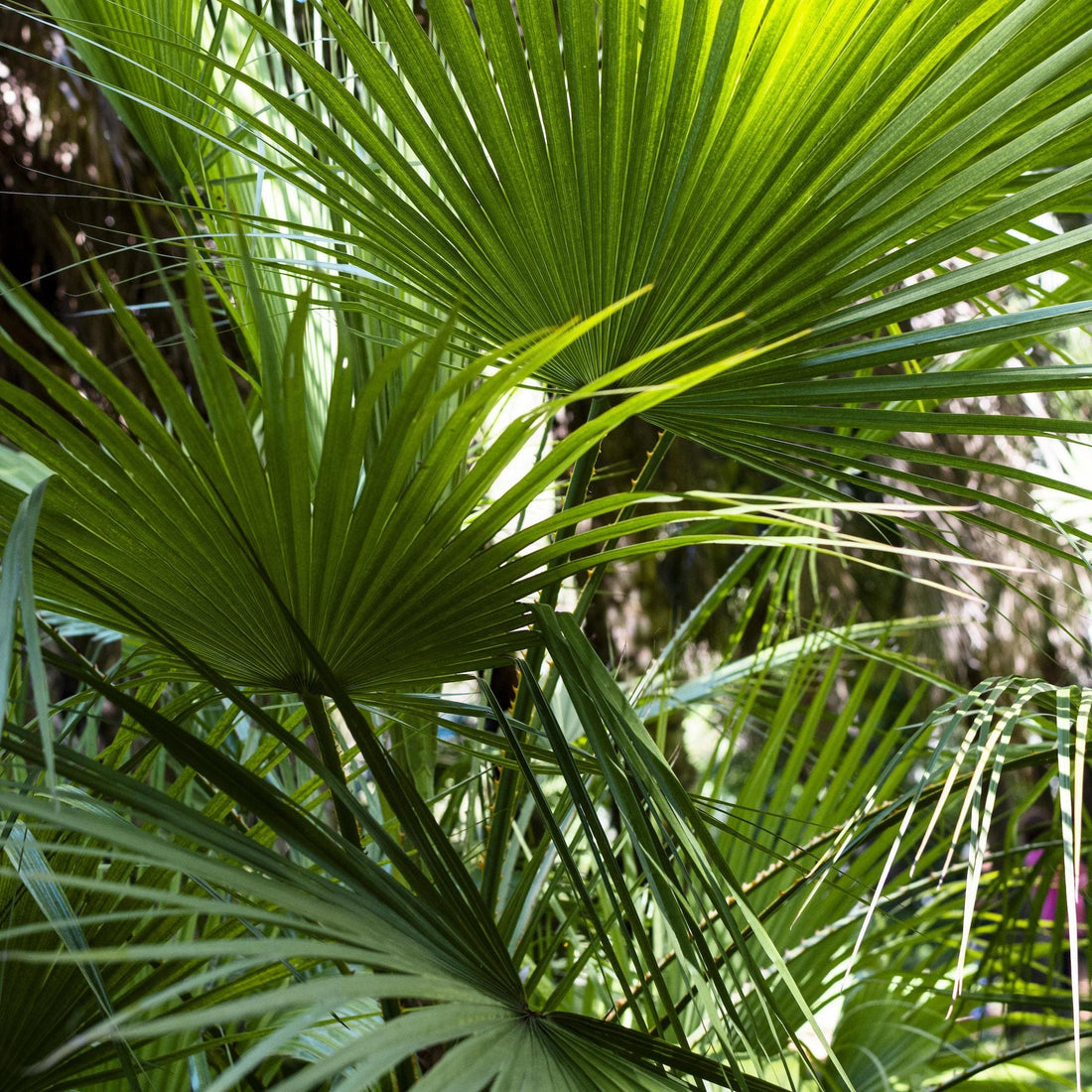 Licht und Luftfeuchtigkeit tropische Pflanzen