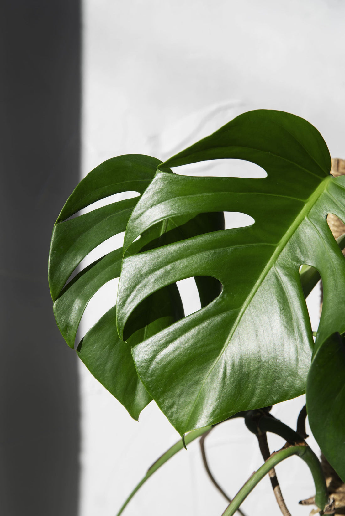 Gut gepflegte Blätter einer Monstera Deliciosa