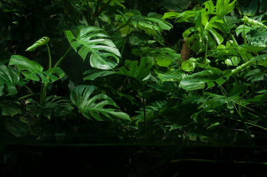 Dicht nebeneinader wachsende Monstera Pflanzen