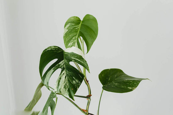 Monstera Deliciosa Variegata vor einer weißen Wand