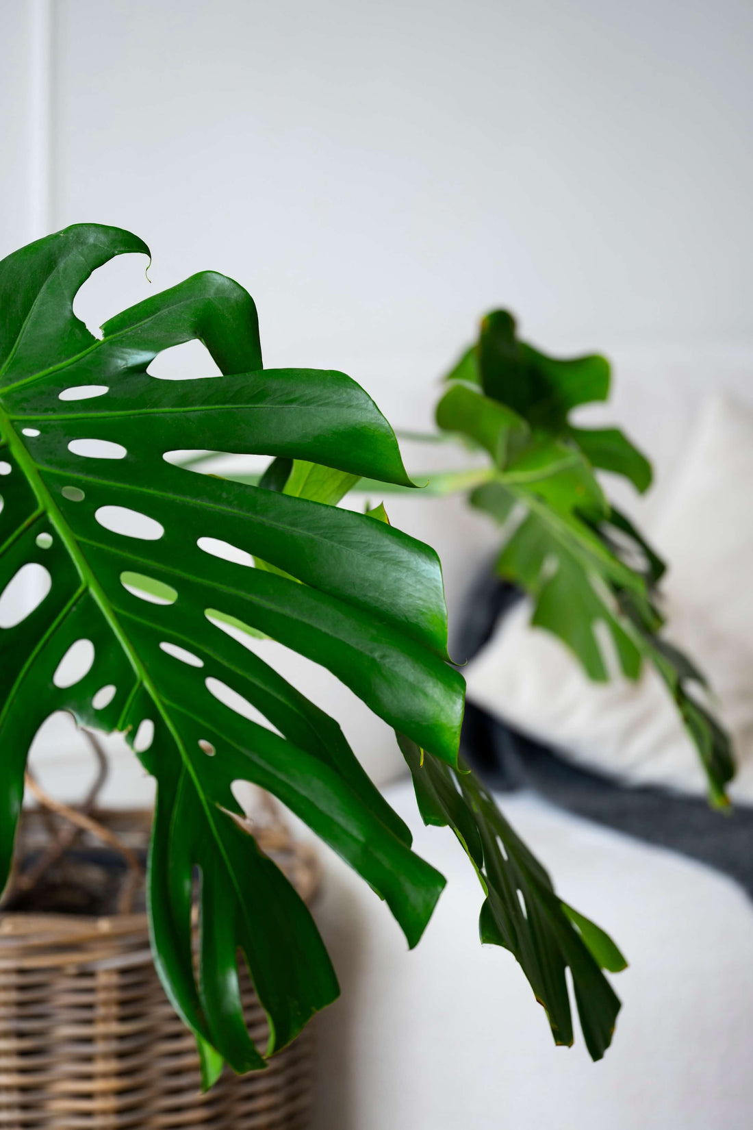 Monstera vermehren