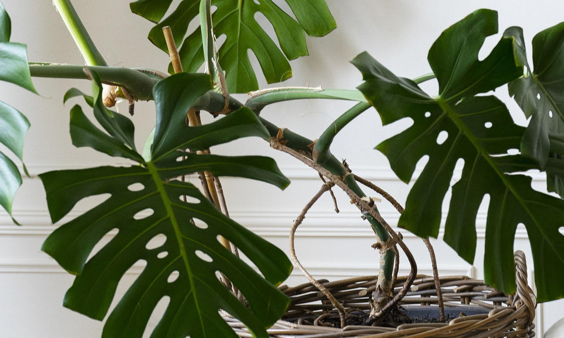 Nahaufnahme der Nodien an einer Monstera Deliciosa