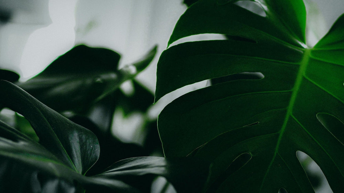 Chlorophyll