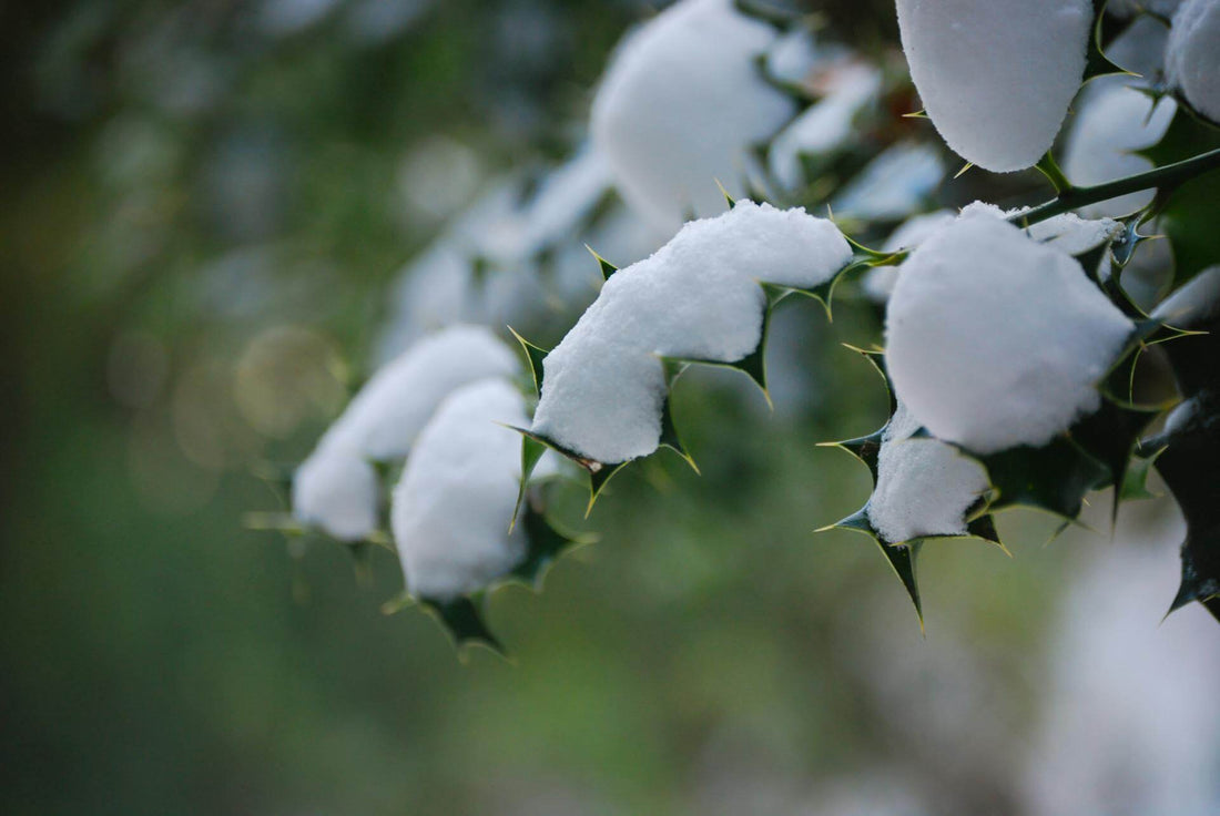 Schnee liegt auf grünen Blättern
