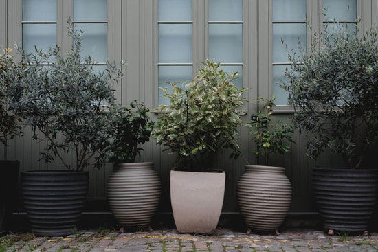 Kübelpflanzen überwintern – Harmony Plants