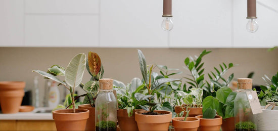 Nützliche Pflanzen für die Wohnung: Diese Pflanzen halten Insekten fern