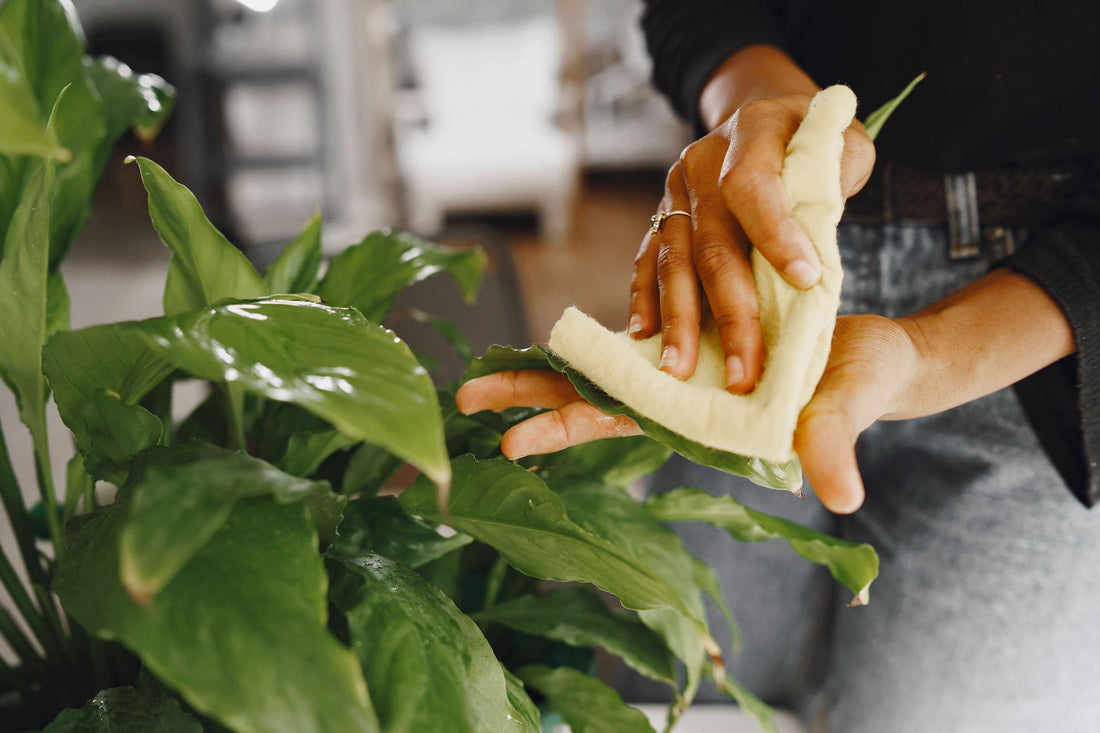 Pflanzenblätter reinigen Harmony Plants