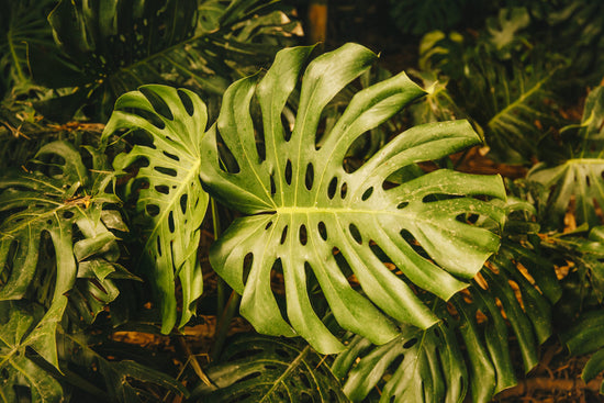 Pflanzenpflege im Sommer Harmony Plants