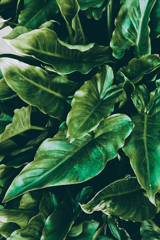 Lichtanforderung Philodendron