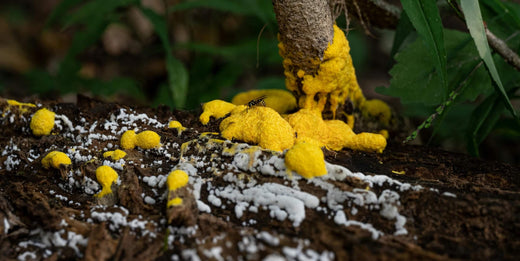 Schimmel auf Blumenerde