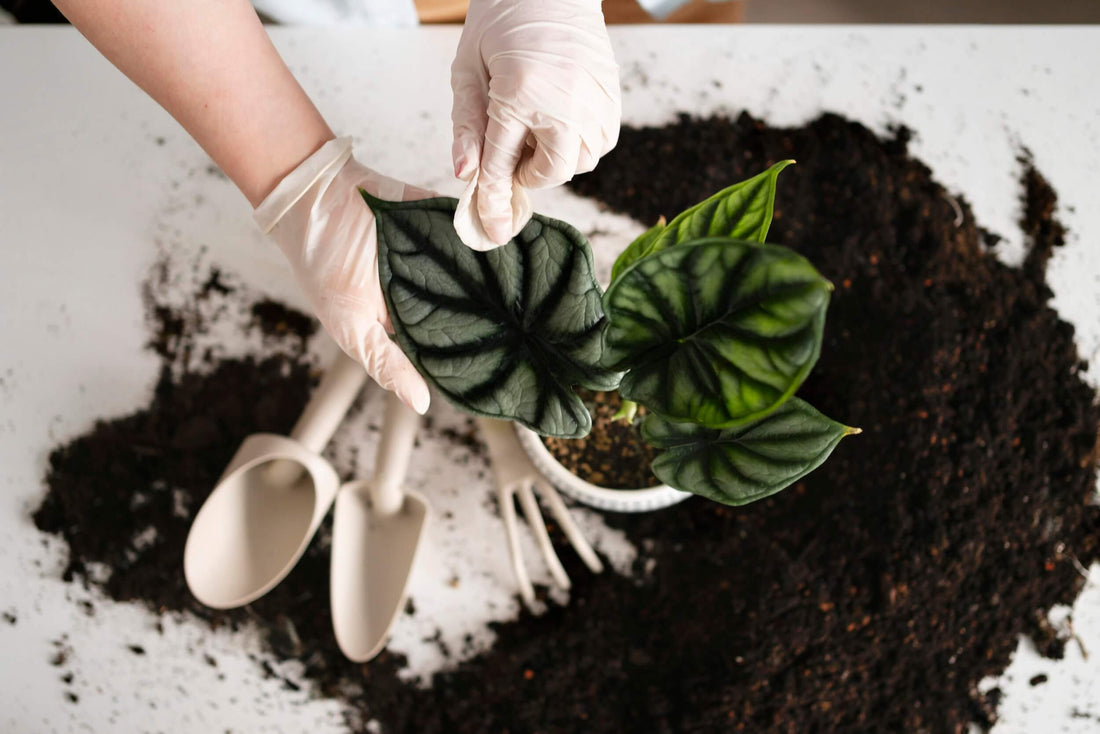 Schimmel auf Blumenerde erkennen und entfernen