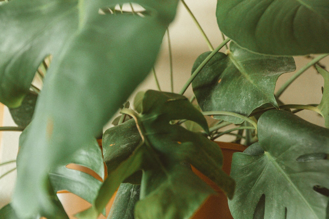 Schlafendes Auge bei einer Monstera