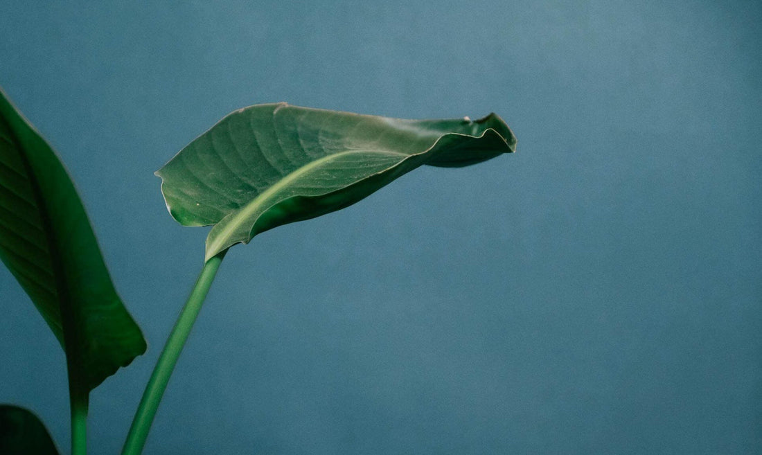 Blatt einer Strelitzie vor blauer Wand